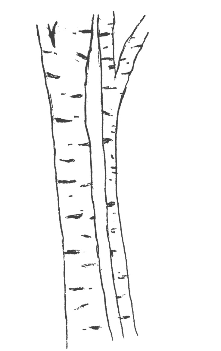 drawing of a birch tree
