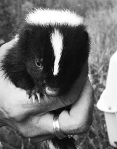 photo of a skunk